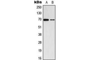 Western blot analysis of ADCK2 expression in K562 (A), VEC (B) whole cell lysates. (ADCK2 抗体  (Center))
