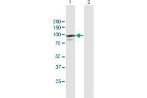 Western Blot analysis of MAGED1 expression in transfected 293T cell line by MAGED1 MaxPab polyclonal antibody. (MAGED1 抗体  (AA 1-778))