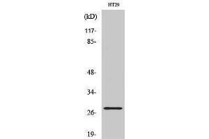 NXPH3 抗体  (Internal Region)