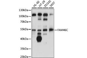 Western blot analysis of extracts of various cell lines, using FC antibody (ABIN7267117) at 1:1000 dilution. (FAM46C 抗体  (AA 1-110))