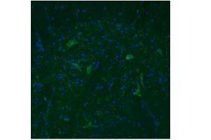 Immunofluorescence: Dilution -- 3ug/mL (TAAR5 抗体  (Middle Region))