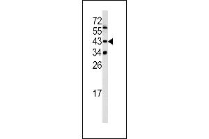 Western blot analysis of SETD8 antibody (Center) (ABIN390472 and ABIN2840838) in 293 cell line lysates (35 μg/lane). (SETD8 抗体  (AA 220-249))