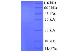 SDS-PAGE (SDS) image for Mitochondrial Ribosomal Protein L9 (MRPL9) (AA 60-267), (full length) protein (GST tag) (ABIN1046360)