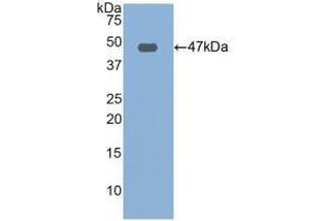 Detection of Recombinant FBN1, Human using Polyclonal Antibody to Fibrillin 1 (FBN1) (Fibrillin 1 抗体  (AA 246-389))