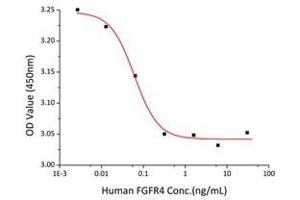 Fibroblast Growth Factor Receptor 4 (FGFR4) (AA 22-369) (Active) protein (His-Fc tag)