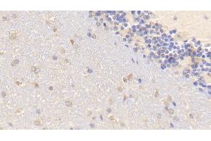 Detection of BMP2 in Mouse Cerebellum Tissue using Polyclonal Antibody to Bone Morphogenetic Protein 2 (BMP2) (BMP2 抗体  (AA 281-394))