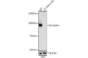 Western Blotting (WB) image for anti-Catenin (Cadherin-Associated Protein), beta 1, 88kDa (CTNNB1) antibody (ABIN7266138)