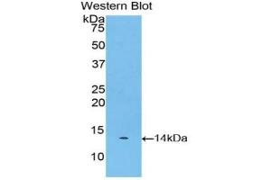 Detection of Recombinant Myostatin, Bovine using Polyclonal Antibody to Myostatin (MSTN)
