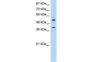 Western Blotting (WB) image for anti-NOBOX Oogenesis Homeobox (NOBOX) antibody (ABIN2462023) (NOBOX 抗体)
