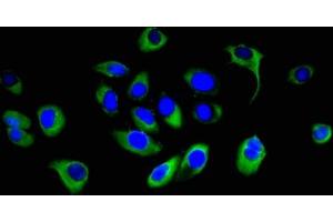 Immunofluorescent analysis of A549 cells using ABIN7166525 at dilution of 1:100 and Alexa Fluor 488-congugated AffiniPure Goat Anti-Rabbit IgG(H+L) (PCDHB16 抗体  (AA 215-485))