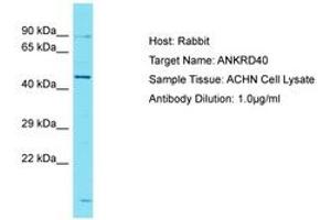 Image no. 1 for anti-Ankyrin Repeat Domain 40 (ANKRD40) (AA 195-244) antibody (ABIN6750726) (ANKRD40 抗体  (AA 195-244))