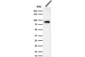 Western Blotting (WB) image for anti-Calnexin (CANX) (AA 1-300), (N-Term) antibody (ABIN6940953)