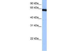WB Suggested Anti-PUF60 Antibody Titration:  0. (PUF60 抗体  (C-Term))