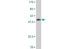 Western Blot detection against Immunogen (42. (HSPA4 抗体  (AA 1-148))