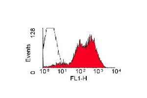 Staining of rat spleen cells with Mouse anti Rat RT1B (Class II Monomorphic): FITC (ABIN118331). (MHC Class II RT-1B 抗体  (FITC))