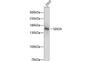 Western blot analysis of extracts of 293T cells using SIN3A Polyclonal Antibody at dilution of 1:1000. (SIN3A 抗体)