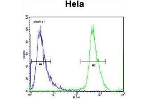 Flow cytometric analysis of Hela cells using NUP35 Antibody (C-term) Cat. (NUP35 抗体  (C-Term))