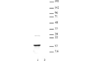 Histone H2A. (H2AFZ 抗体  (C-Term))