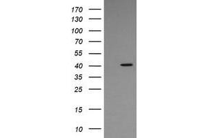 Image no. 1 for anti-Mitogen-Activated Protein Kinase 13 (MAPK13) antibody (ABIN1499954) (MAPK13 抗体)