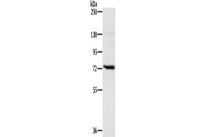 Western Blotting (WB) image for anti-Nicastrin (NCSTN) antibody (ABIN2423883) (Nicastrin 抗体)