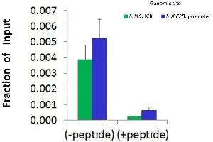 Chromatin Immunoprecipitation (ChIP) Using HDAC6 antibody - N-terminal region  and HCT116 Cells (HDAC6 抗体  (N-Term))