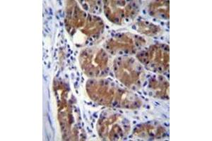 Formalin fixed and paraffin embedded human stomach tissue stained with  Dynactin subunit 2  Antibody  followed by peroxidase conjugation of the secondary antibody and DAB staining (Dynamitin 抗体  (Middle Region))