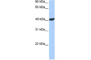 PGK2 antibody used at 1 ug/ml to detect target protein. (PGK2 抗体  (C-Term))