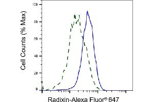 Validation of Radixin knockdown using flow cytometry. (Recombinant Radixin 抗体)