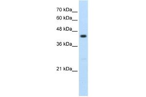 WB Suggested Anti-RNF32 Antibody Titration:  2. (RNF32 抗体  (Middle Region))