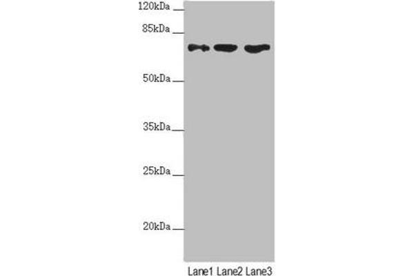 SCFD1 anticorps  (AA 373-642)
