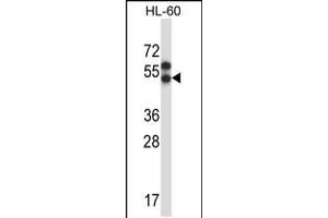 Western blot analysis in HL-60 cell line lysates (35ug/lane). (Apelin 抗体  (AA 215-244))