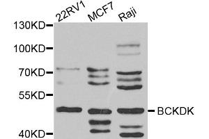 Western blot analysis of extracts of various cell lines, using BCKDK antibody (ABIN5974802) at 1/1000 dilution. (BCKDK 抗体)
