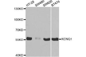 Western blot analysis of extracts of various cell lines, using KCNQ1 antibody. (KCNQ1 抗体  (AA 250-549))
