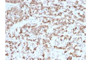 Formalin-fixed, paraffin-embedded human Pituitary stained with Prolactin Mouse Monoclonal Antibody (PRL/2910). (Prolactin 抗体  (AA 63-201))