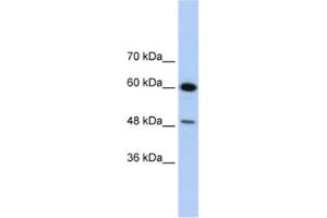 Western Blotting (WB) image for anti-DAZ Associated Protein 1 (DAZAP1) antibody (ABIN2462284) (DAZAP1 抗体)