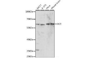 Western blot analysis of extracts of various cell lines using DCT Polyclonal Antibody at dilution of 1:1000. (DCT 抗体)