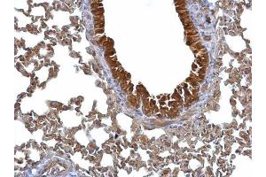 IHC-P Image 14-3-3 sigma antibody detects 14-3-3 sigma protein at cytosol on mouse lung by immunohistochemical analysis. (14-3-3 sigma/SFN 抗体  (C-Term))