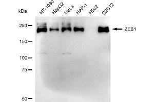 Western blotting analysis using ZEB1 antibody (ABIN7800892). (Recombinant ZEB1 抗体)