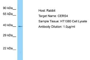 Host: Rabbit Target Name: CERS4 Sample Type: HT1080 Whole Cell lysates Antibody Dilution: 1. (LASS4 抗体  (C-Term))