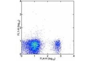 Image no. 1 for anti-CD8b Molecule (CD8B) antibody (FITC) (ABIN475768) (CD8B 抗体  (FITC))