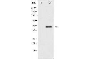 Western blot analysis of PTP1B expression in UV treated COS7 whole cell lysates,The lane on the left is treated with the antigen-specific peptide. (PTPN1 抗体  (N-Term))