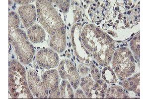 Immunohistochemical staining of paraffin-embedded Human Kidney tissue using anti-CHN1 mouse monoclonal antibody. (CHN1 抗体)