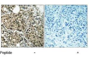 Image no. 1 for anti-GTPase Activating Protein (SH3 Domain) Binding Protein 1 (G3BP1) (Ser232) antibody (ABIN197272) (G3BP1 抗体  (Ser232))
