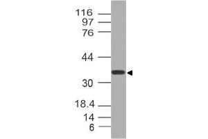 Image no. 1 for anti-Nucleoporin 35kDa (NUP35) (AA 26-241) antibody (ABIN5027408) (NUP35 抗体  (AA 26-241))