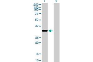 Western Blot analysis of NEK7 expression in transfected 293T cell line by NEK7 MaxPab polyclonal antibody. (NEK7 抗体  (AA 1-302))