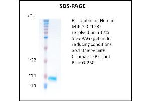 SDS-PAGE (SDS) image for Chemokine (C-C Motif) Ligand 23 (CCL23) (Active) protein (ABIN5509374) (CCL23 蛋白)