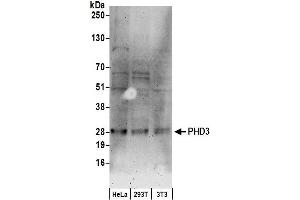 Western Blotting (WB) image for anti-Egl-9 Family Hypoxia Inducible Factor 3 (EGLN3) (AA 50-100) antibody (ABIN7449245)