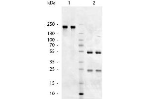 SDS-Page of Goat anti-Chicken IgM (Mu Chain) antibody. (山羊 anti-小鸡 IgM Antibody)