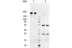 SDS-Page of Goat anti-Chicken IgM (Mu Chain) antibody. (山羊 anti-小鸡 IgM Antibody - Preadsorbed)