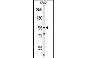 Western blot analysis of SUPV3L1 Antibody in K562 cell line lysates (35ug/lane) (SUPV3L1 抗体  (N-Term))